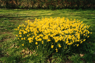 108659 Afbeelding van een groep narcissen in een plantsoen aan de Fockema Andreaelaan te Utrecht.N.B. De foto is ...
